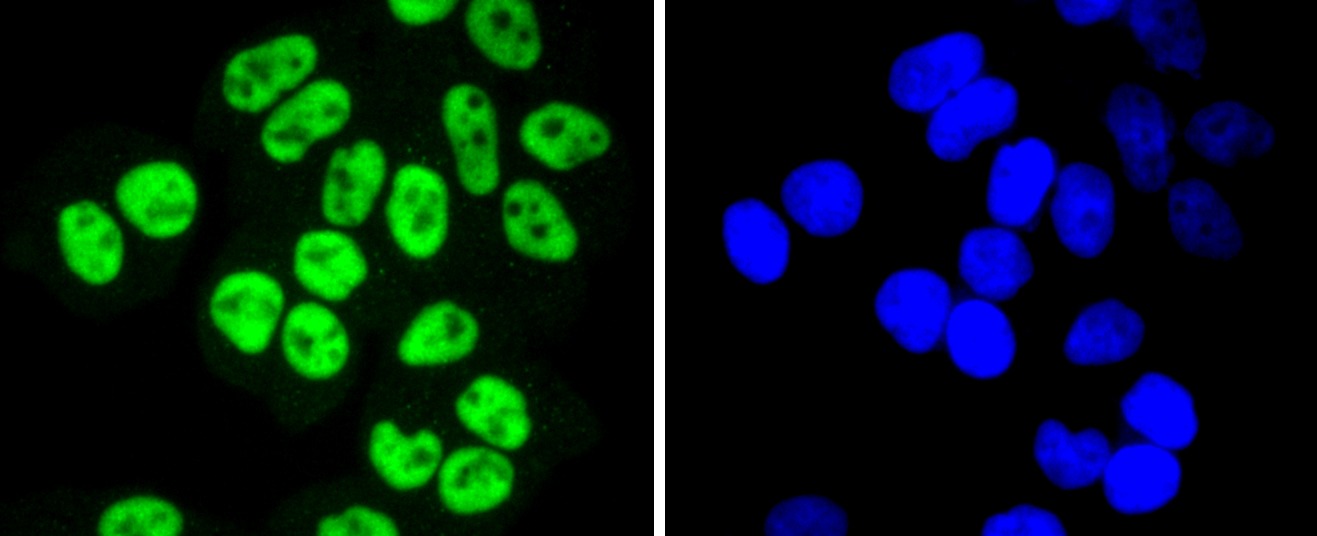 Anti-SP1 Antibody (3K908)