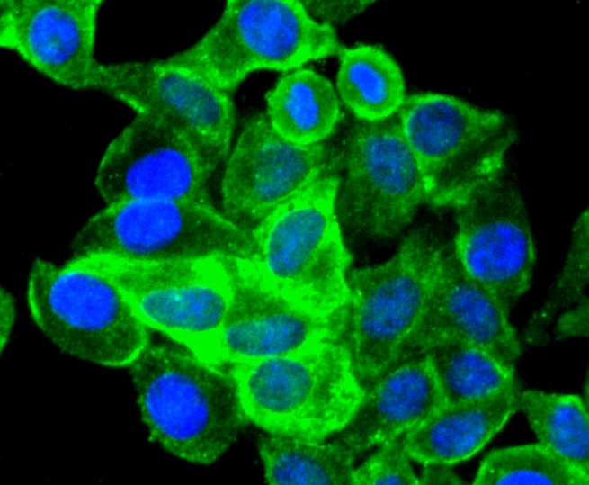Anti-SOX10 Antibody (2U475)