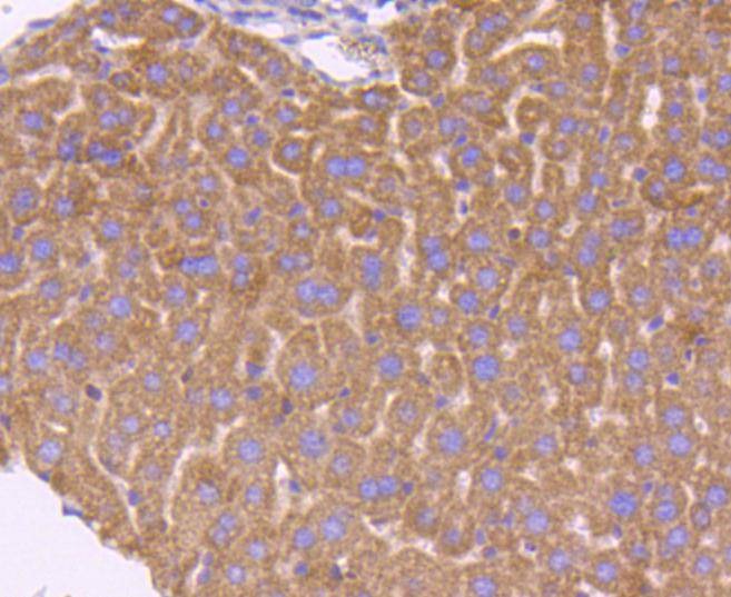 Anti-SMAD3 Antibody (6Y358)