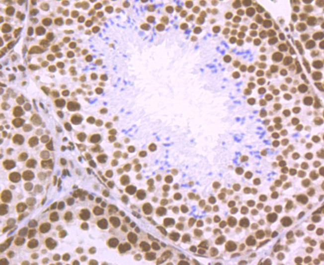 Anti-SFPQ Antibody (1W928)