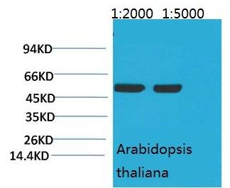 Anti-RuBisCO large subunit Antibody (1F533)