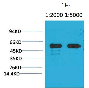 Anti-RuBisCO large subunit Antibody (1L911)