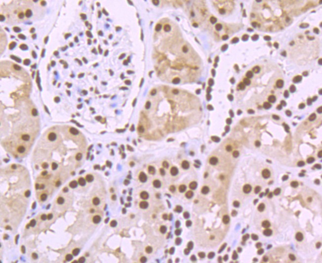 Anti-SFPQ Antibody (1W928)