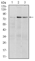 Anti-RSK2 Antibody (5C435)
