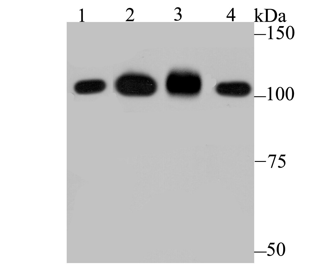 Anti-SFPQ Antibody (1W928)