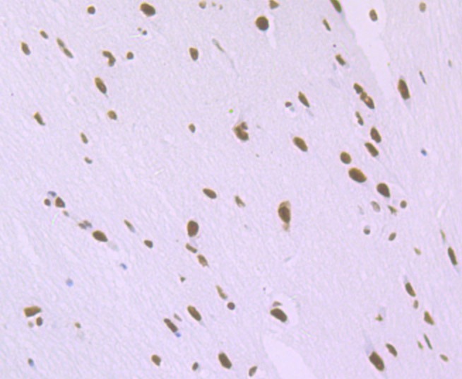 Anti-SFPQ Antibody (1W928)