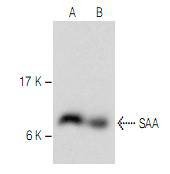 Anti-Serum Amyloid A (SAA) Antibody (7P934)