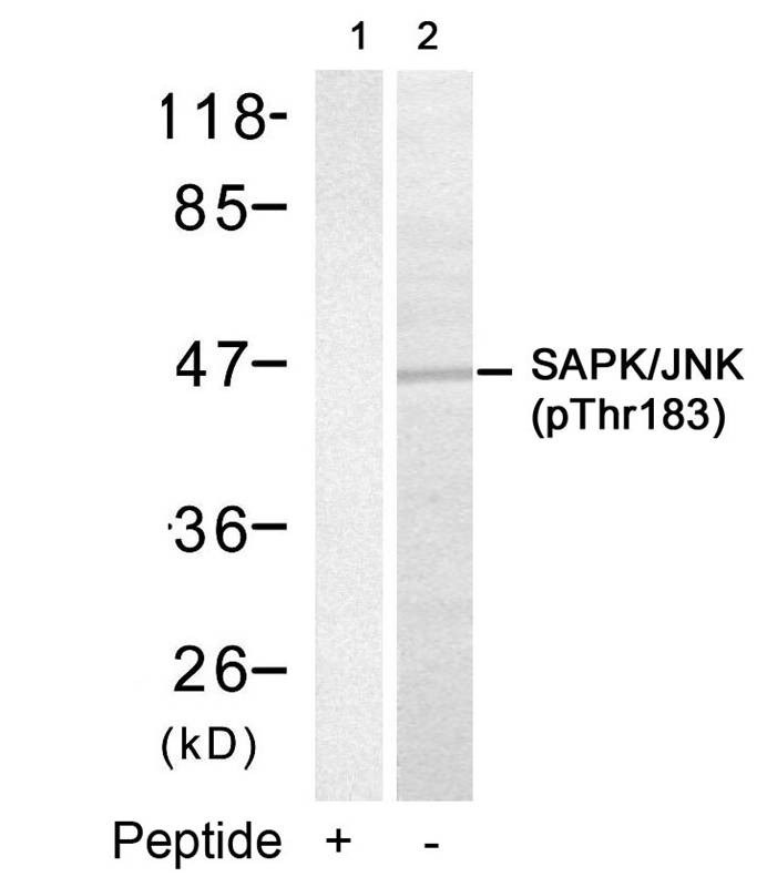Anti-Phospho-JNK2 (Thr183) Polyclonal Antibody