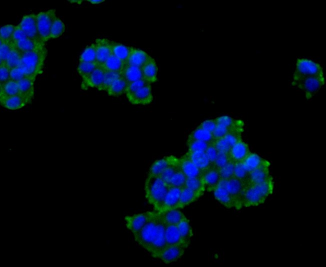 Anti-SCAI Antibody (9G836)