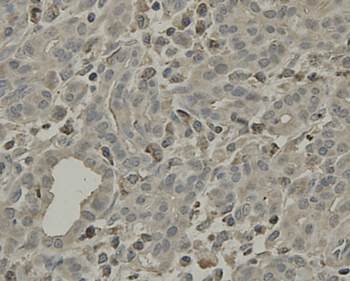 Anti-SCAI Antibody (9G836)
