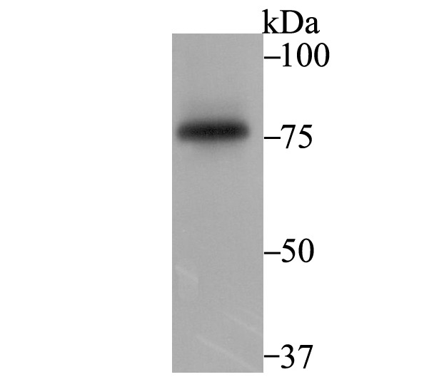 Anti-SENP1 Antibody (8Q886)