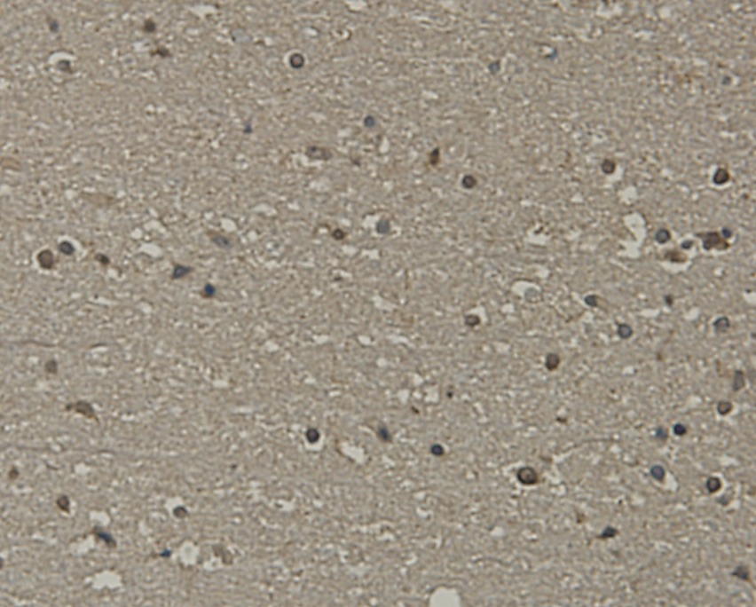 Anti-SCAI Antibody (9G836)