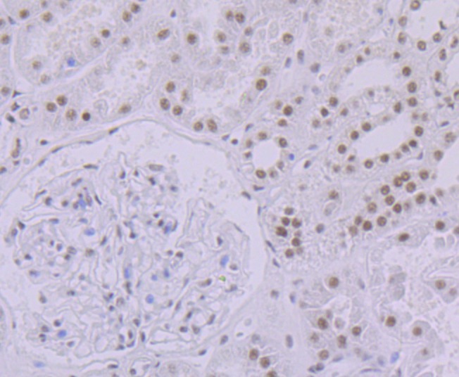 Anti-SF3B3 Antibody (4H951)