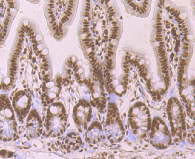 Anti-SRSF1 Antibody (4J752)