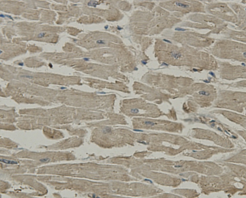 Anti-SCAI Antibody (9G836)