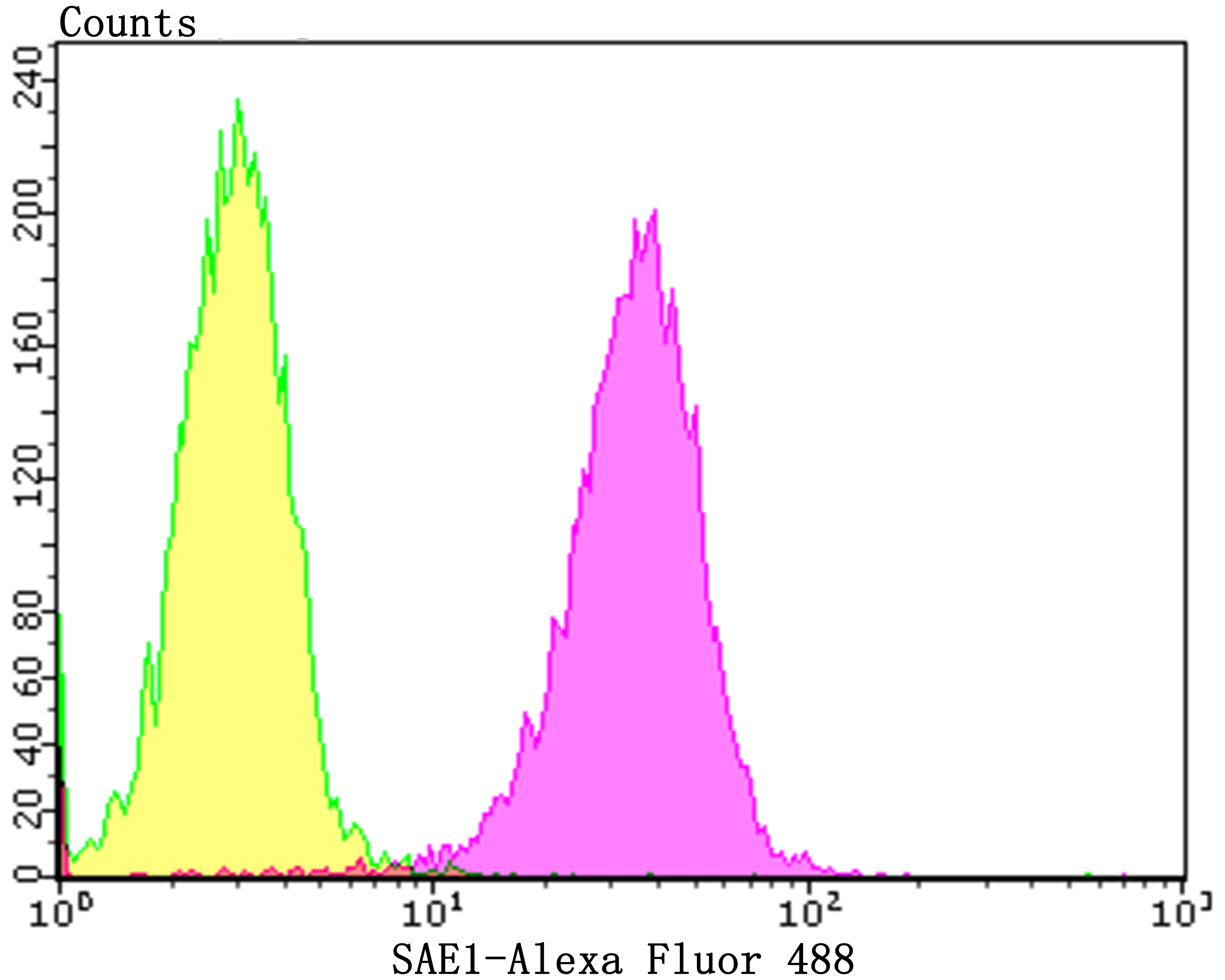 Anti-SAE1 Antibody (4G581)