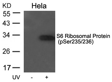Anti-Phospho-S6 Ribosomal Protein (Ser235, 236) Polyclonal Antibody