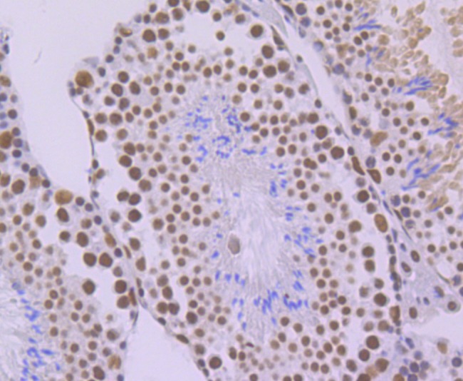 Anti-SF3B3 Antibody (4H951)