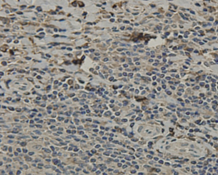 Anti-SCAI Antibody (9G836)