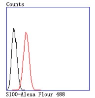 Anti-S100A1 Antibody (2K17)