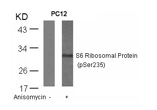 Anti-Phospho-S6 Ribosomal Protein (Ser235) Polyclonal Antibody