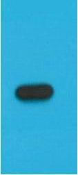 Anti-S1 Tag Antibody (7C956)
