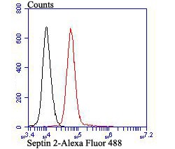 Anti-Septin 2 Antibody (7L577)