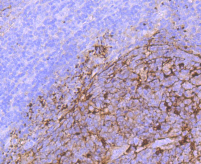 Anti-S100A1 Antibody (2K17)