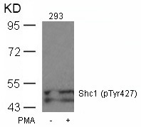 Anti-Phospho-Shc (Tyr427) Polyclonal Antibody