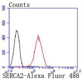 Anti-ATP2A2 Antibody (2R687)