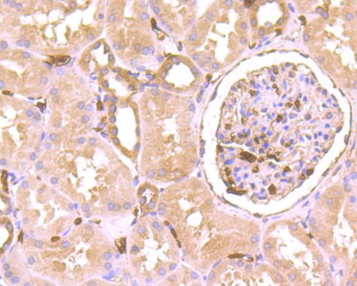 Anti-Septin 2 Antibody (7L577)