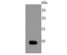 Anti-S100A1 Antibody (2K17)