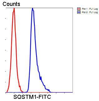 Anti-Sequestosome-1 Antibody (4X151)