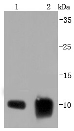 Anti-S100A6 Antibody (9N771)
