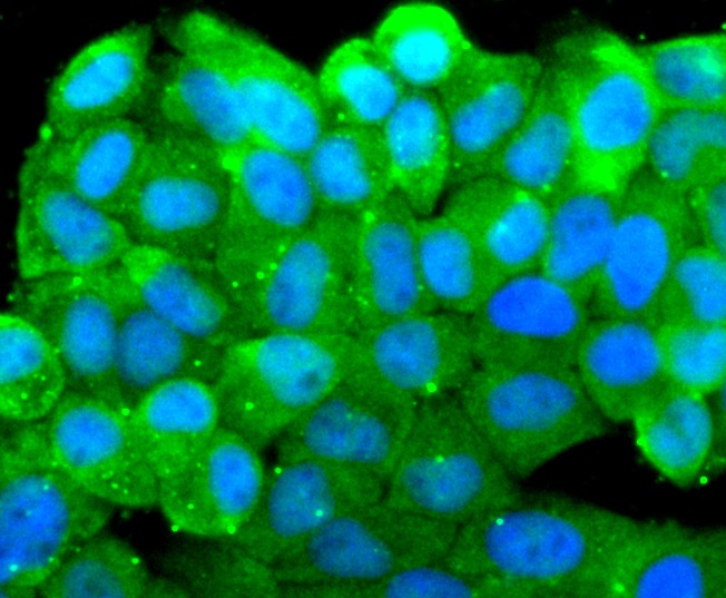 Anti-Src Antibody (6Y413)