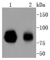 Anti-STAT1 Antibody (5F189)