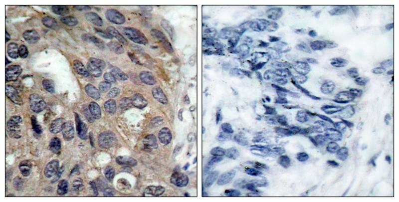 Anti-Phospho-Src (Tyr529) Polyclonal Antibody