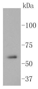 Anti-Src Antibody (1R481)