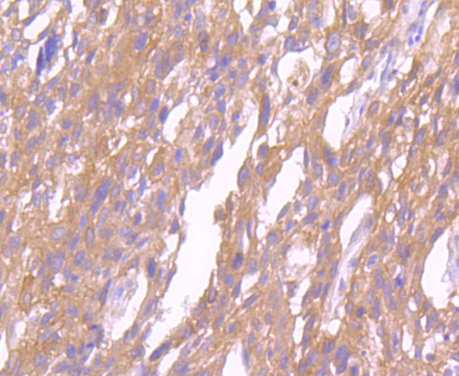 Anti-Src Antibody (6Y413)