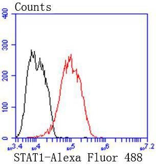 Anti-STAT1 Antibody (5F189)