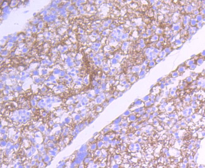 Anti-Src Antibody (1R481)