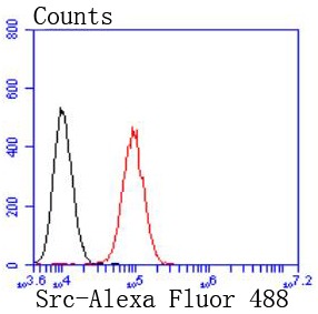 Anti-Src Antibody (6Y413)