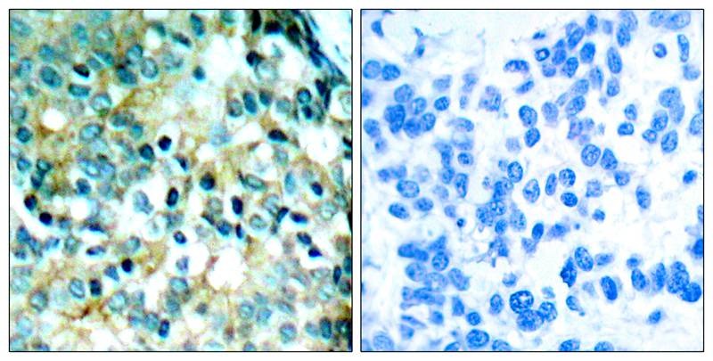 Anti-Phospho-Src (Tyr418) Polyclonal Antibody