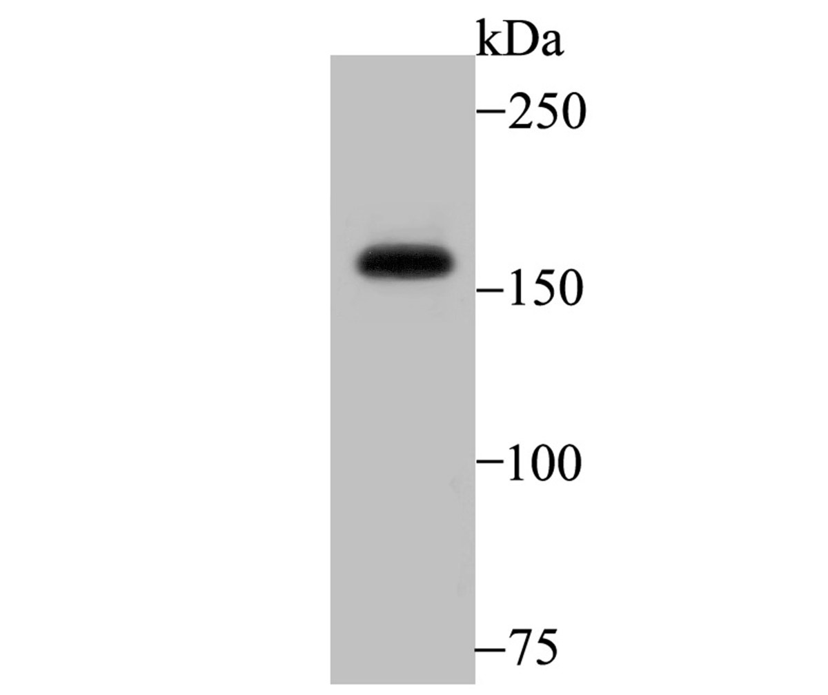 Anti-SRC-1 Antibody (5K128)