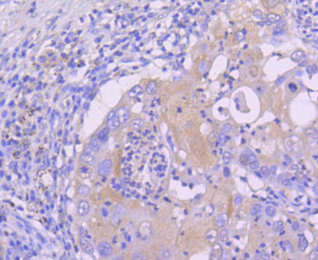 Anti-SIRT1 Antibody (1R605)