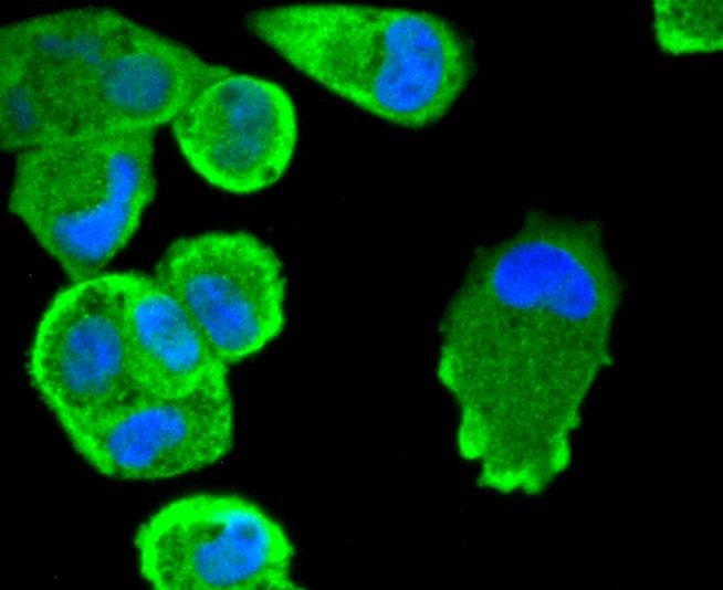 Anti-STAT3 Antibody (7C950)