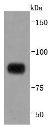 Anti-STAT4 Antibody (9R238)