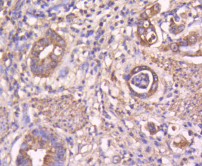 Anti-STAT3 Antibody (7C950)