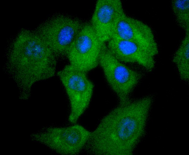 Anti-STAT2 Antibody (3V841)