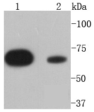 Anti-PTPN11 Antibody (1T267)